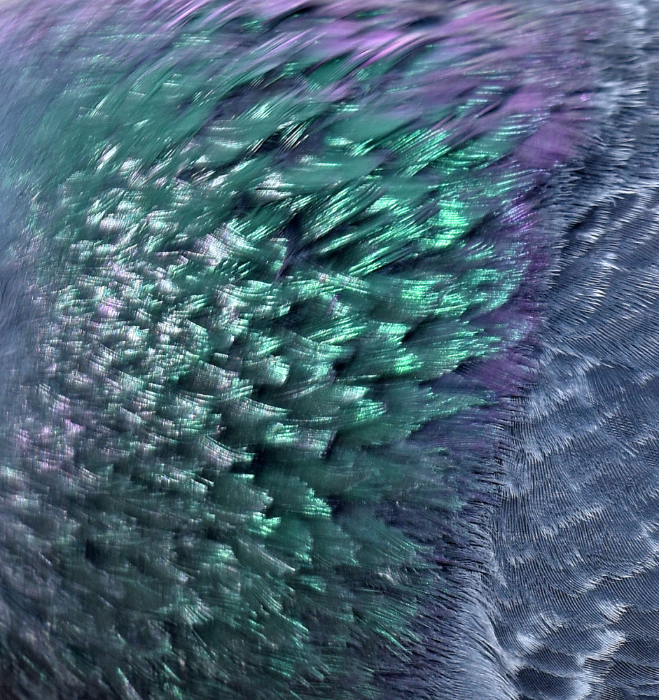 鸽子|为什么鸽子颈部的羽毛有紫色和绿色