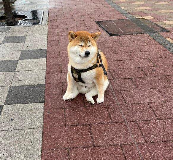 养柴犬不容易 柴犬这4个问题 能把主人折腾得不想养狗 腾讯新闻