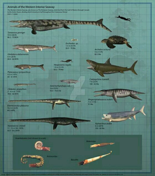 75吨重的巨兽,一颗牙21厘米|鲨鱼|巨齿鲨|梅尔维尔利维坦鲸|巨兽