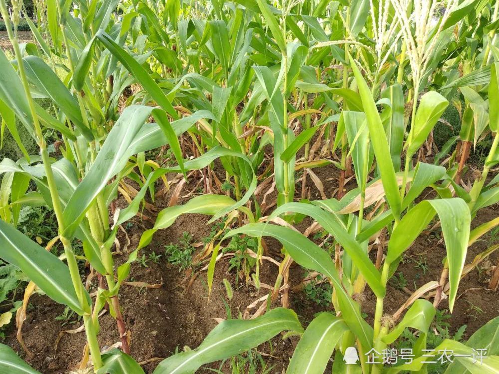 农民|东北雨水贵如油，为了感激久旱逢甘霖，农民冒雨在地里劳作