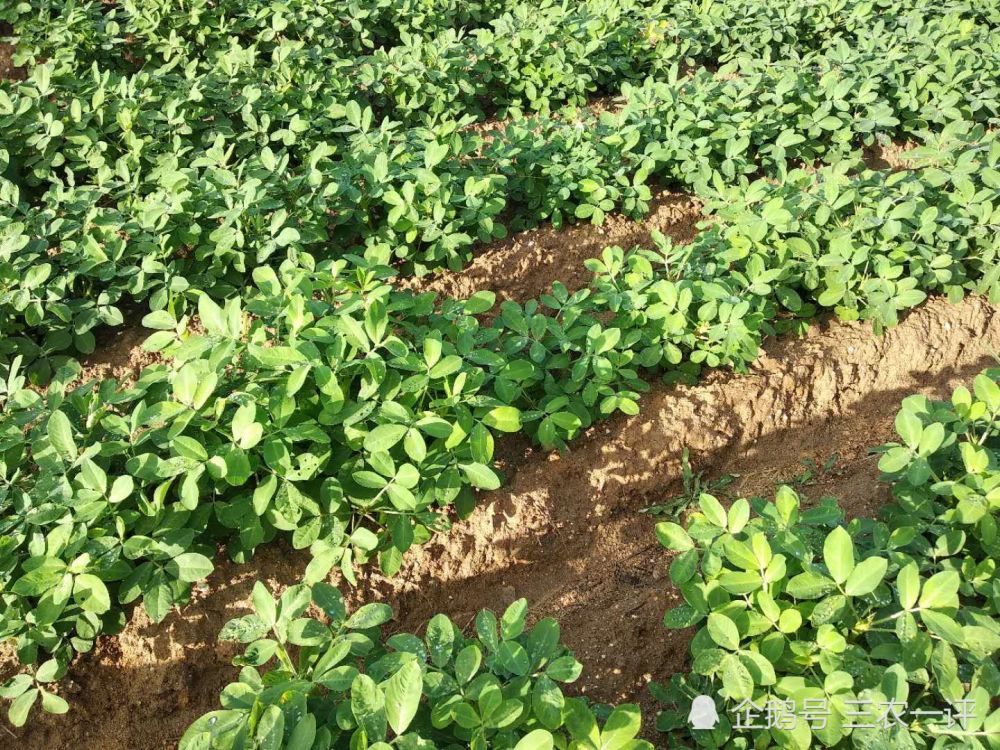 农民|东北雨水贵如油，为了感激久旱逢甘霖，农民冒雨在地里劳作