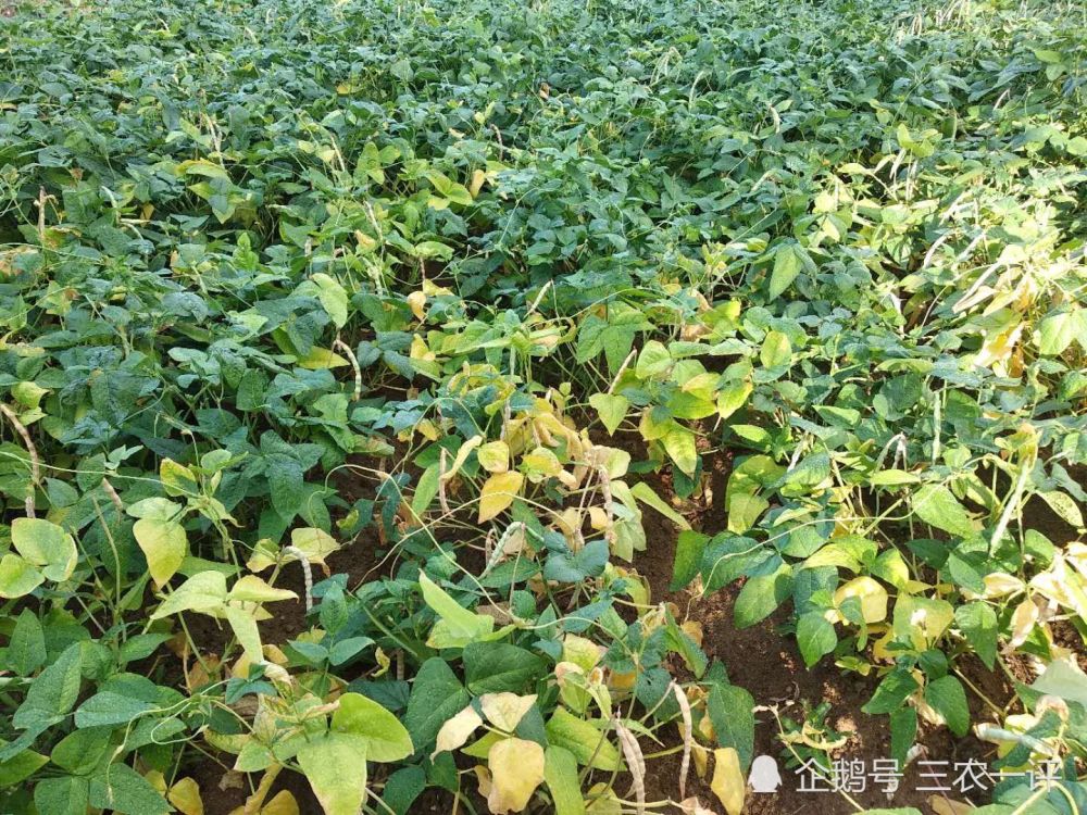 农民|东北雨水贵如油，为了感激久旱逢甘霖，农民冒雨在地里劳作