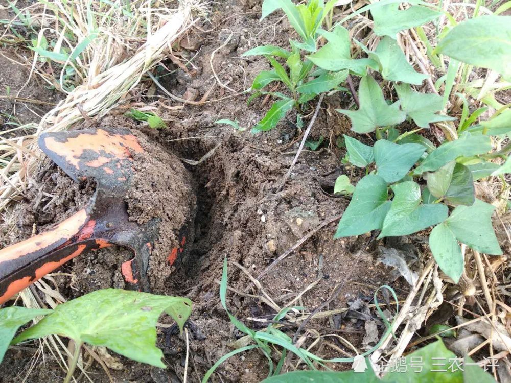 农民|东北雨水贵如油，为了感激久旱逢甘霖，农民冒雨在地里劳作