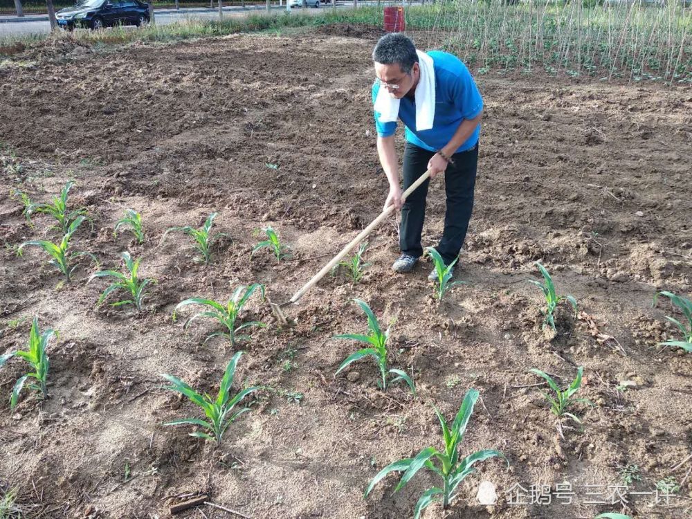 农民|东北雨水贵如油，为了感激久旱逢甘霖，农民冒雨在地里劳作