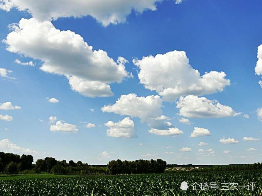 农民|东北雨水贵如油，为了感激久旱逢甘霖，农民冒雨在地里劳作