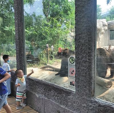 北京动物园|北京动物园半年劝阻不文明行为1100余起
