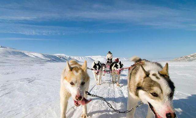道格拉斯·莫森|探险家莫森和同伴为何在南极，吃了雪橇犬的狗肝，就中毒身亡了