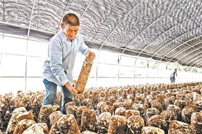 单景文|蘑菇大棚长势旺 助力“脱低”好“钱景”