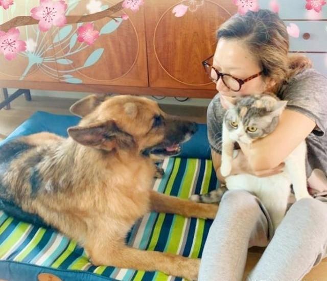许志安|15岁爱犬生命倒计时！郑秀文夫妇请仨佣人照顾，一针止痛针2000多