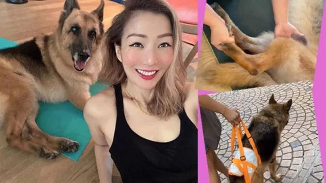 许志安|15岁爱犬生命倒计时！郑秀文夫妇请仨佣人照顾，一针止痛针2000多