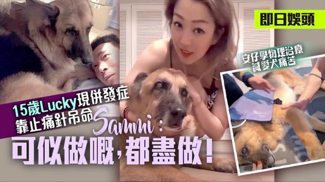 许志安|15岁爱犬生命倒计时！郑秀文夫妇请仨佣人照顾，一针止痛针2000多