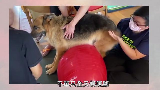 许志安|15岁爱犬生命倒计时！郑秀文夫妇请仨佣人照顾，一针止痛针2000多
