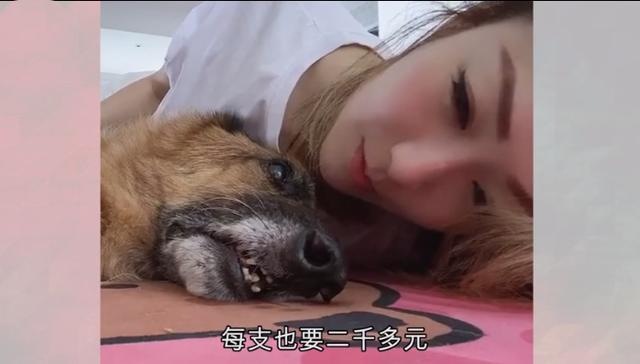 许志安|15岁爱犬生命倒计时！郑秀文夫妇请仨佣人照顾，一针止痛针2000多