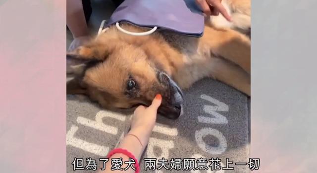 许志安|15岁爱犬生命倒计时！郑秀文夫妇请仨佣人照顾，一针止痛针2000多