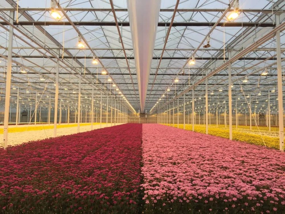 花卉种植技术(花卉种植技术培训基地)