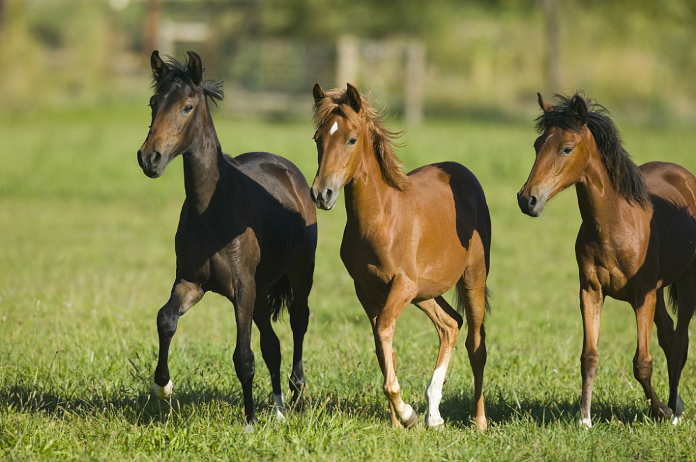 南瓜今日生肖运势(生肖蛇今日运势)