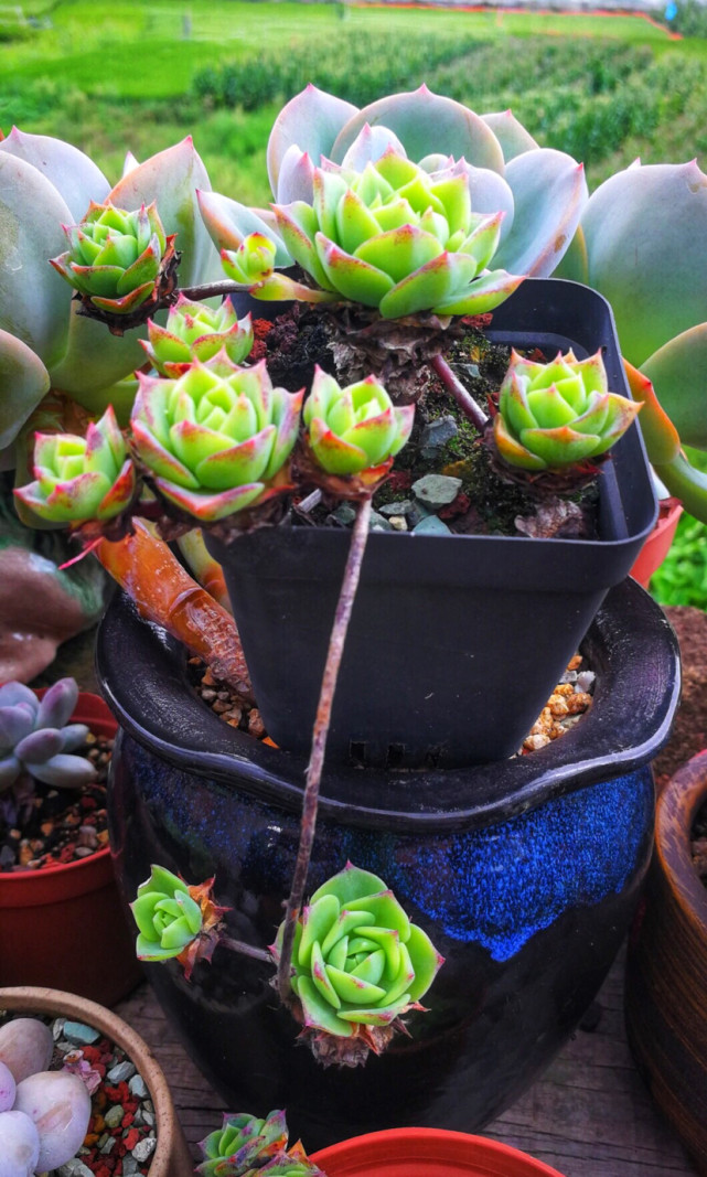 最普通的多肉你认识几种