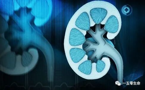 细胞|干细胞，让慢性肾病再慢一点！