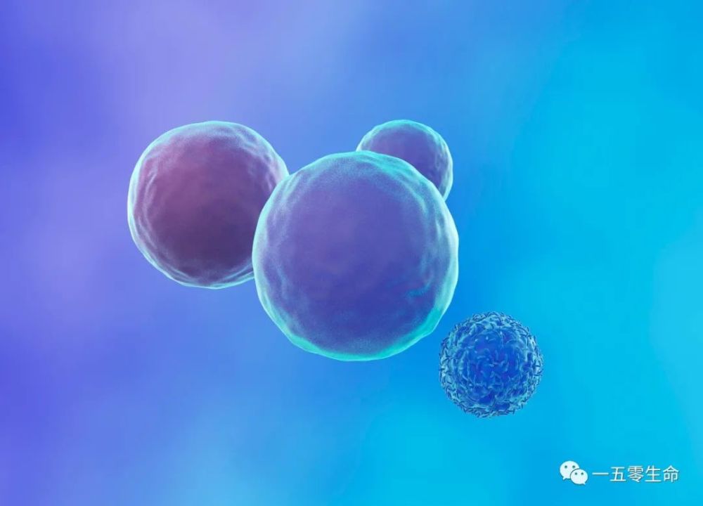 细胞|干细胞，让慢性肾病再慢一点！