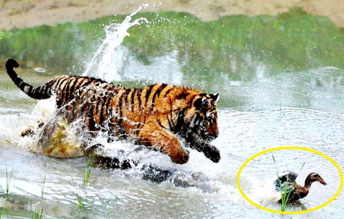 一只老虎捕食鸭子,不料被鸭子耍得团团转,老虎:这下脸丢光了!