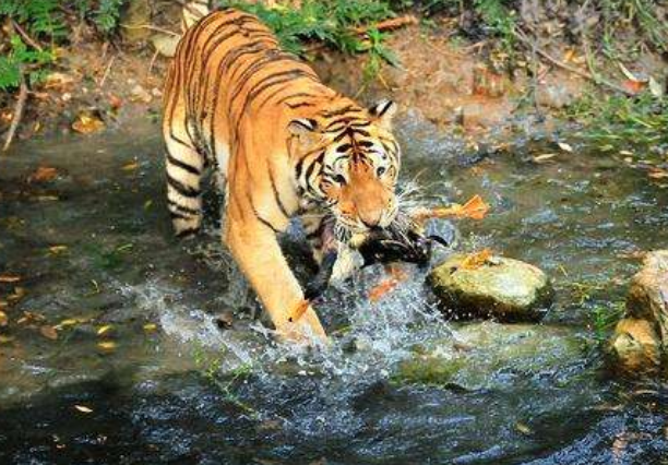 一只老虎捕食鸭子,不料被鸭子耍得团团转,老虎:这下脸丢光了!