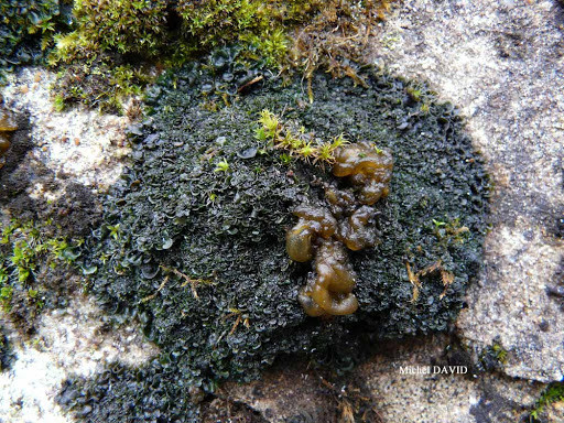 农村路边看上去很脏的雷公屎怎么就成为深受喜爱的美食