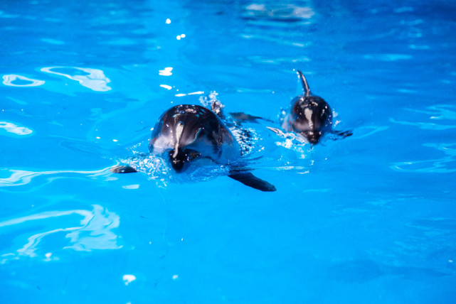 当上海美食节遇上华东首例镰鳍海豚满月,共赴这场盛夏邀约!
