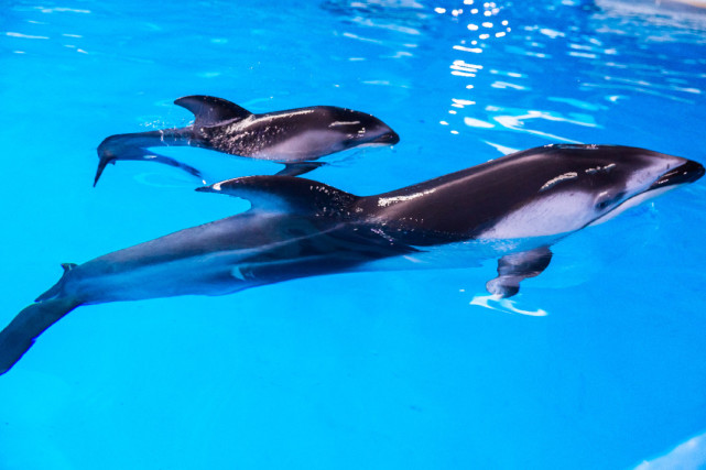 当上海美食节遇上华东首例镰鳍海豚满月,共赴这场盛夏邀约!