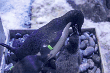 当上海美食节遇上华东首例镰鳍海豚满月共赴这场盛夏邀约