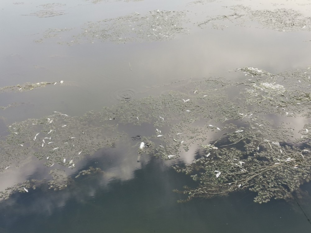 凉水河|雨后凉水河通州段大批小鱼翻白肚，或为天热缺氧所致