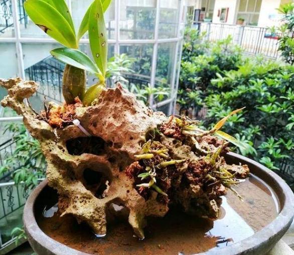 石头养花:学2个小方法处理,千金难求!花友谁也舍不得卖