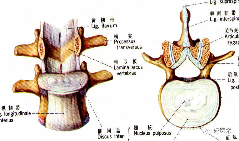 脊柱影像解剖及诊断要点