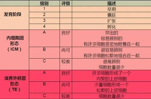 瑞试管微科普 3分钟学会试管胚胎报告的正确解读方式 腾讯新闻
