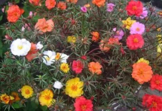 盆栽太阳花 想要开花数量 品质更上一层楼 该多注意3点 盆栽 太阳花