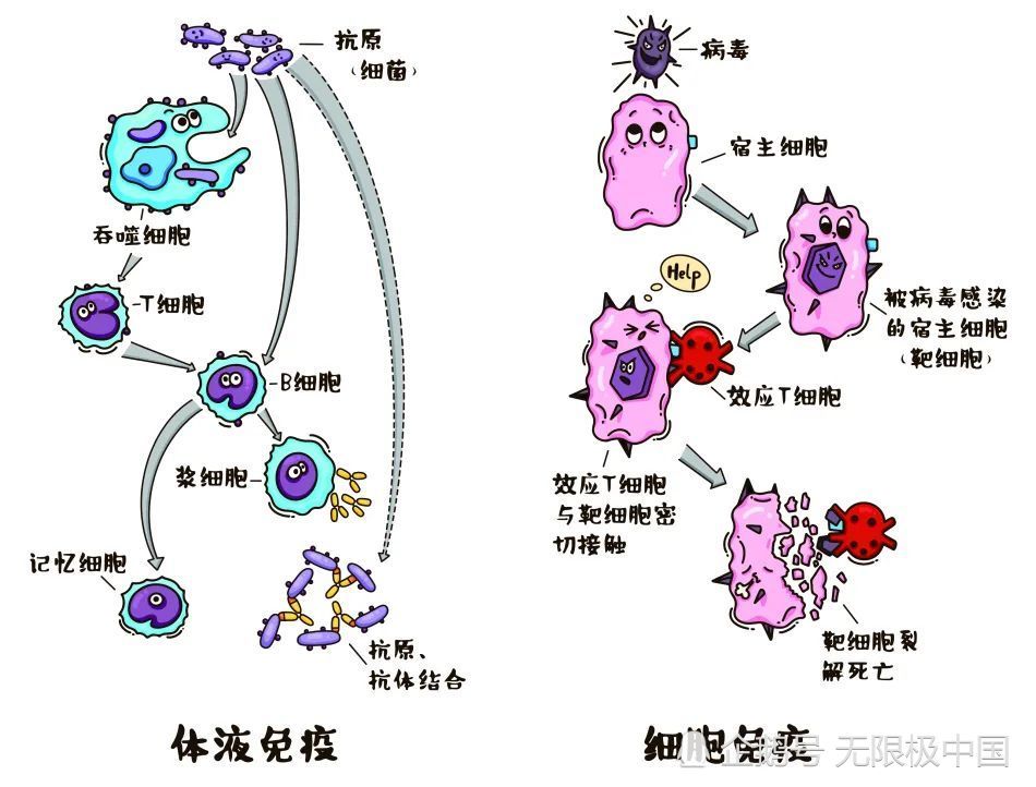 人体健康的守护神免疫系统是怎么工作的