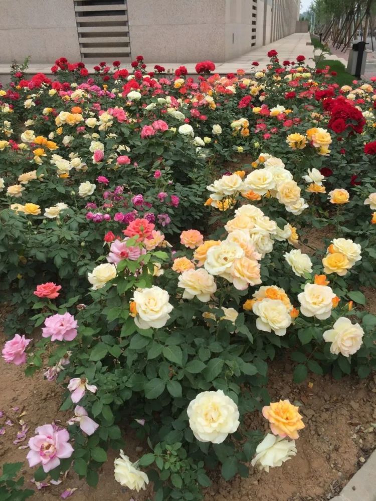 ward|传奇还将继续——怀念一代宗师Ward Plummer