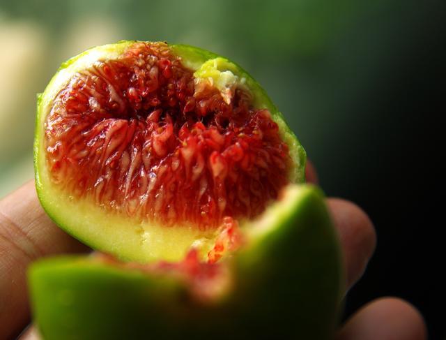 无花果|做人当学无花果