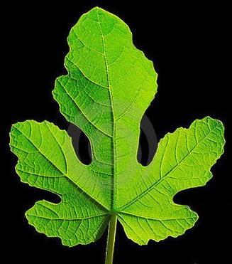 无花果|做人当学无花果