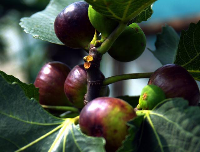 无花果|做人当学无花果