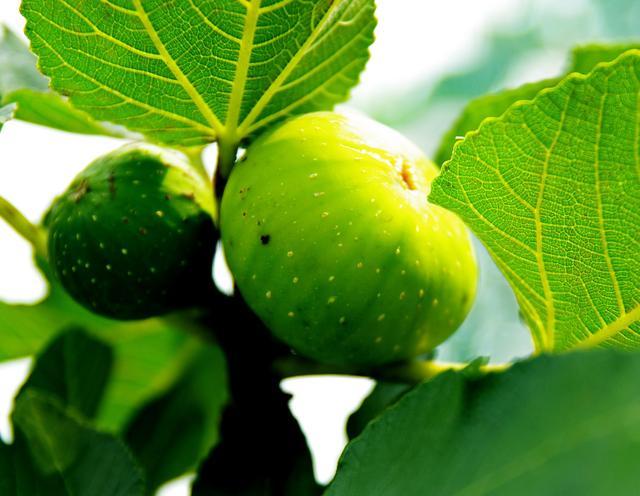 无花果|做人当学无花果