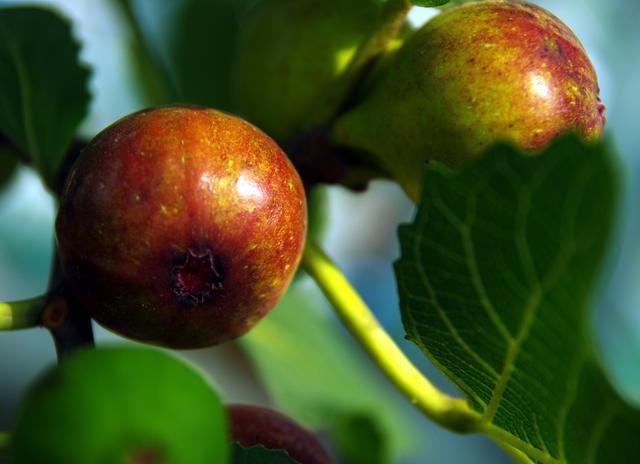 无花果|做人当学无花果