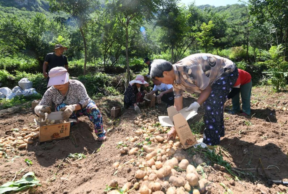 门头沟区|个头只有鸡蛋大，门头沟低收入村小土豆获丰收