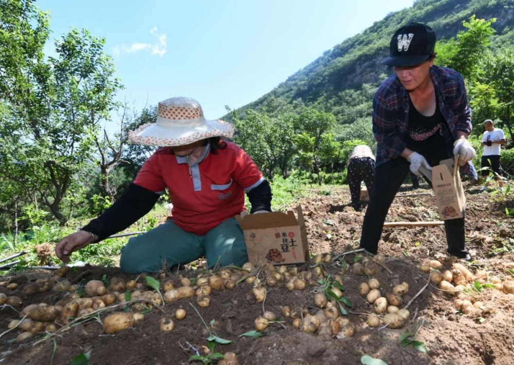 门头沟区|个头只有鸡蛋大，门头沟低收入村小土豆获丰收