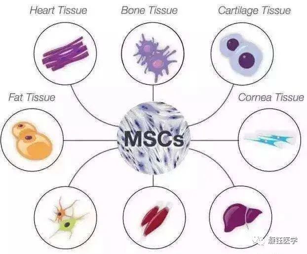间充质干细胞移植治疗作用机制