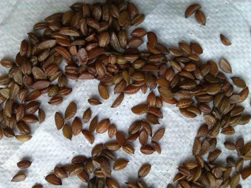 鼠尾草,卷心菜,芥末,迷迭香和薰衣草等草本植物的种子,以及木槿花和