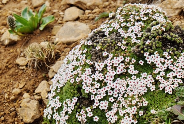 横断山区|版纳植物园研究发现横断山是高寒植物的起源地和避难所