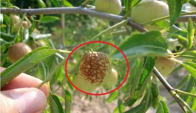 枣树缩果病频发果实受损严重转变防治思路促进高产优质