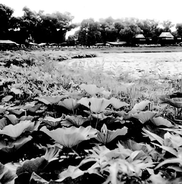 什刹海|老北京平民避暑的好去处 不花钱的什刹海 要啥有啥的荷花市场