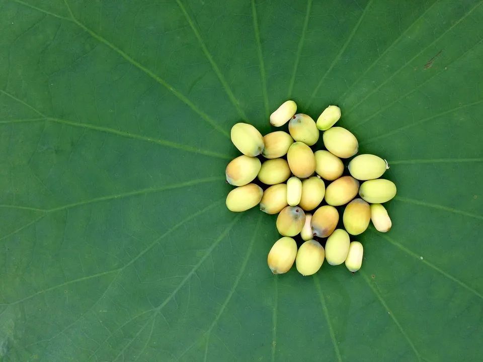 夏季这样吃莲子，清火生津！