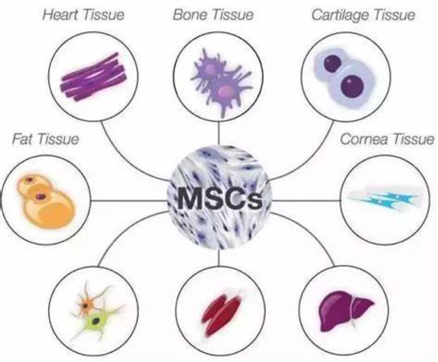缺血|截肢并非唯一手段，干细胞有望改写严重下肢缺血治疗困局